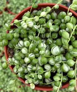 Variegated String of Pearls Live Plant – 4 Inch Potted Trailing Succulent – Indoor - Image 3