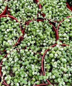 Variegated String of Pearls Live Plant – 4 Inch Potted Trailing Succulent – Indoor - Image 4