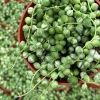 Variegated String of Pearls Live Plant – 4 Inch Potted Trailing Succulent – Indoor - Image 1