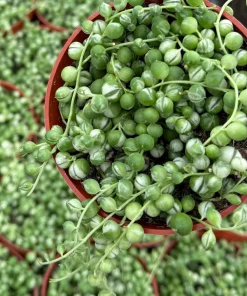Variegated String of Pearls Live Plant – 4 Inch Potted Trailing Succulent – Indoor - Image 1