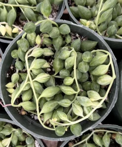 Variegated String of Tears 4 Inch Live Succulent Plant - Trailing Indoor - Image 2