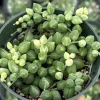 Variegated String of Tears 4 Inch Live Succulent Plant - Trailing Indoor - Image 1