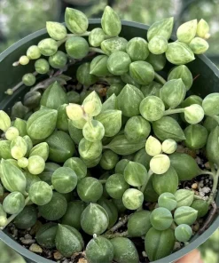 Variegated String of Tears 4 Inch Live Succulent Plant - Trailing Indoor - Image 1