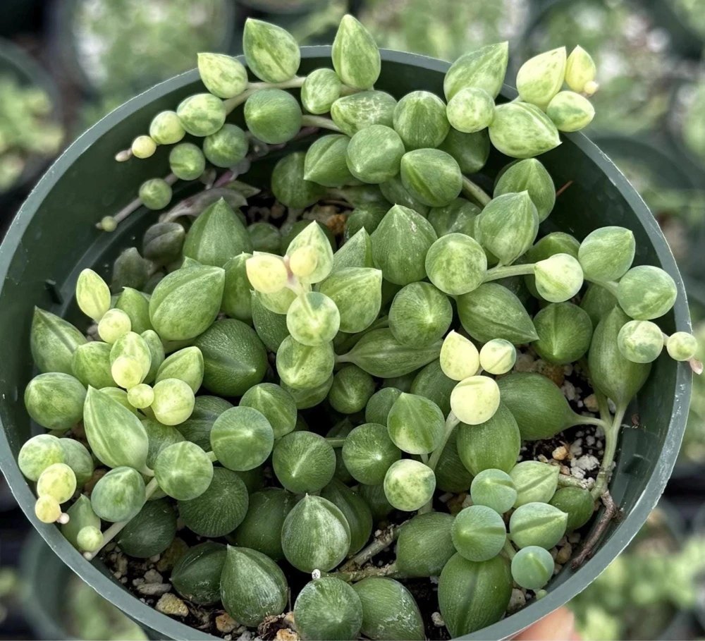 Variegated String of Tears 4 Inch Live Succulent Plant - Trailing Indoor - Image 1