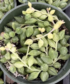 Variegated String of Tears 4 Inch Live Succulent Plant - Trailing Indoor - Image 3