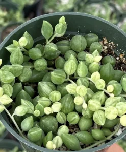 Variegated String of Tears 4 Inch Live Succulent Plant - Trailing Indoor - Image 4