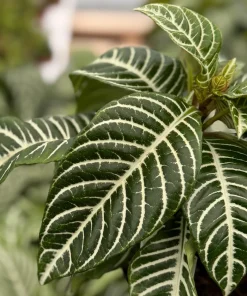 Zebra Plant Aphelandra Squarrosa Live Indoor Plant, 4 Inch Pot - Image 2