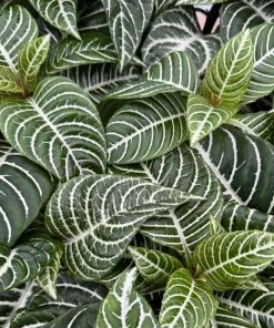 Zebra Plant Aphelandra Squarrosa Live Indoor Plant, 4 Inch Pot - Image 3
