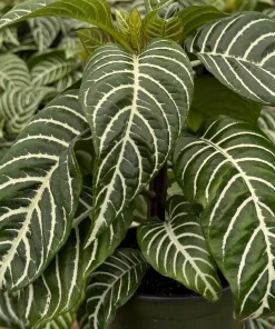 Zebra Plant Aphelandra Squarrosa Live Indoor Plant, 4 Inch Pot - Image 4