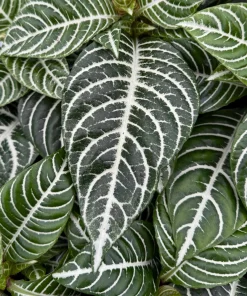 Zebra Plant Aphelandra Squarrosa Live Indoor Plant, 4 Inch Pot - Image 1