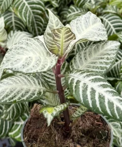 Zebra Plant Aphelandra Squarrosa Live Indoor Plant, 4 Inch Pot - Image 5