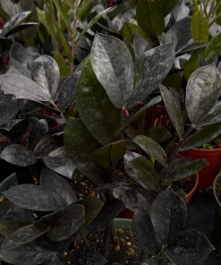 ZZ Plant Black Raven Live Plant – Zamioculcas Zamiifolia – 4 inch, 6 inch Pot – Indoor - Image 3