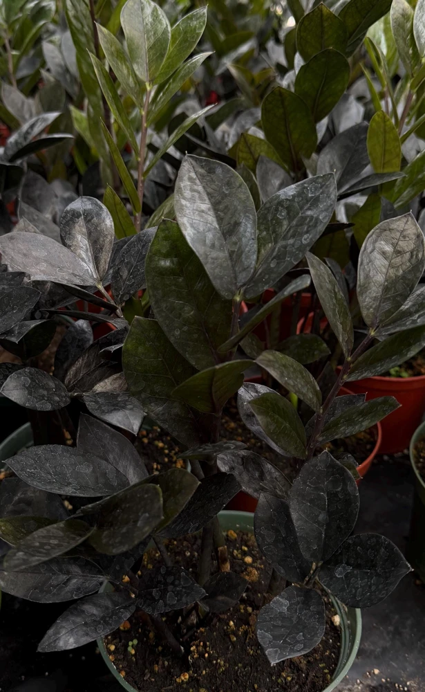 ZZ Plant Black Raven Live Plant – Zamioculcas Zamiifolia – 4 inch, 6 inch Pot – Indoor - Image 3