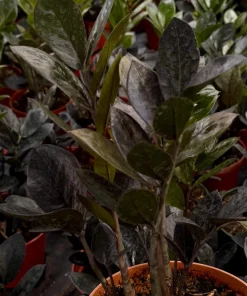 ZZ Plant Black Raven Live Plant – Zamioculcas Zamiifolia – 4 inch, 6 inch Pot – Indoor - Image 4