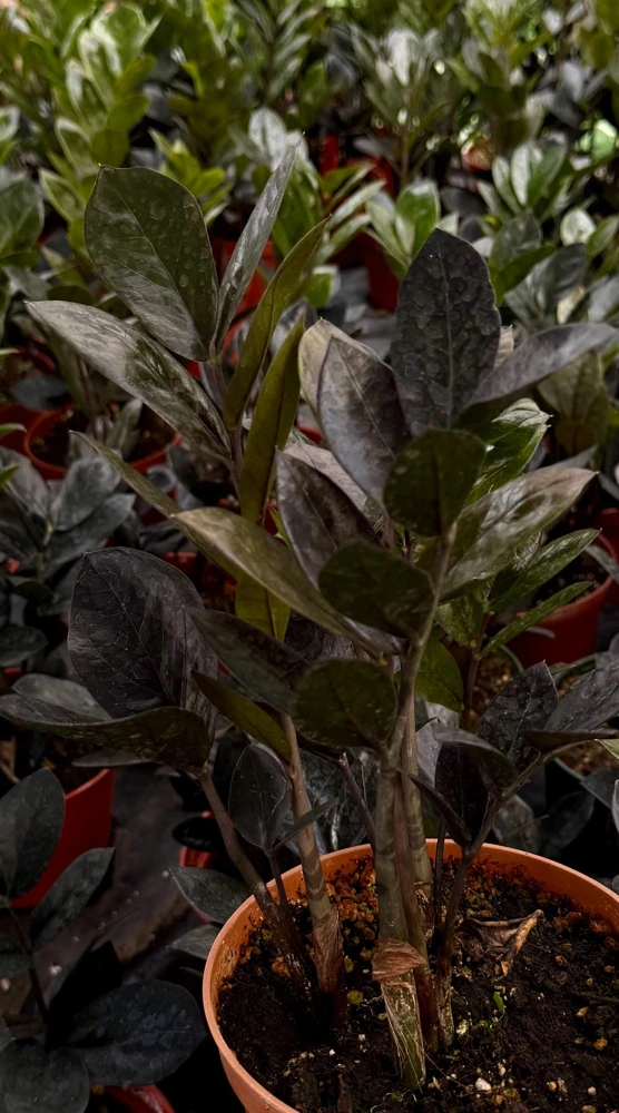 ZZ Plant Black Raven Live Plant – Zamioculcas Zamiifolia – 4 inch, 6 inch Pot – Indoor - Image 4