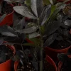 ZZ Plant Black Raven Live Plant – Zamioculcas Zamiifolia – 4 inch, 6 inch Pot – Indoor - Image 1