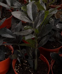 ZZ Plant Black Raven Live Plant – Zamioculcas Zamiifolia – 4 inch, 6 inch Pot – Indoor - Image 1