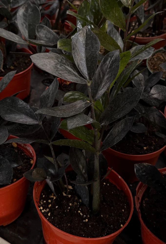 ZZ Plant Black Raven Live Plant – Zamioculcas Zamiifolia – 4 inch, 6 inch Pot – Indoor - Image 1